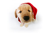 PUP 08 RK0329 02
Wide Angle Overhead View Of Golden Retriever Wearing Santa Hat On White Seamless