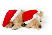 PUP 08 RK0334 01
Two Golden Retriever Puppies Sleeping Wearing Santa Hats On White Seamless