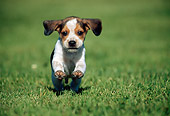 PUP 09 GR0054 01
Beagle Puppy Running On Grass Field