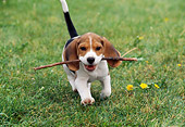 PUP 09 GR0037 01
Beagle Puppy Running On Grass Carrying Stick