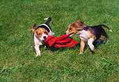 PUP 09 GR0045 01
Two Beagle Puppies Playing With Red Cloth On Grass