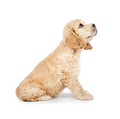 PUP 10 BK0001 01
Cocker Spaniel Puppy Sitting On White Seamless Profile