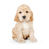 PUP 10 BK0002 01
Cocker Spaniel Puppy Sitting On White Seamless