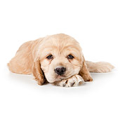 PUP 10 BK0003 01
Cocker Spaniel Puppy Laying On White Seamless