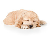 PUP 10 BK0004 01
Cocker Spaniel Puppy Sleeping On White Seamless
