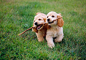 PUP 10 GR0045 01
Two Cocker Spaniel Puppies Carrying Stick Running On Grass