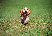 PUP 10 GR0046 01
Cocker Spaniel Puppy Running On Grass