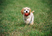 PUP 10 GR0047 01
Cocker Spaniel Puppy Running On Grass Carrying Apple