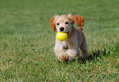 PUP 10 GR0048 01
Cocker Spaniel Puppy Running On Grass Carrying Tennis Ball