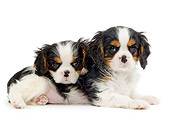 PUP 10 JE0024 01
Cavalier King Charles Spaniel Puppies Laying On White Seamless