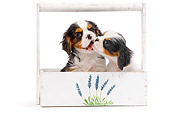 PUP 10 JE0026 01
Cavalier King Charles Spaniel Puppies Sitting In Planter Box On White Seamless Kissing