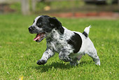 PUP 10 NR0019 01
English Springer Spaniel Puppy Running In Grass