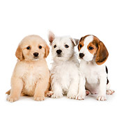 PUP 11 RK0159 01
Golden Retriever, West Highland Terrier, And Beagle Puppies Sitting On White Seamless
