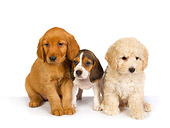 PUP 11 RK0103 01
Beagle Chihuahuah Poodle And Golden Retriever Puppy On White Seamless