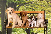 PUP 11 RK0114 01
Group Of Puppies On Bench Trees Backround Studio