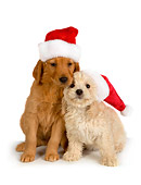 PUP 11 RK0143 01
Poodle And Golden Retriever Puppy Wearing Santa Hat On White Seamless