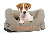 PUP 14 JE0013 01
Jack Russell Terrier Puppy Laying In Dog Bed On White Seamless