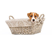 PUP 14 JE0014 01
Jack Russell Terrier Puppy Peeking Out Of Basket On White Seamless
