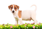 PUP 14 JE0016 01
Jack Russell Terrier Puppy Standing On Grass And Flowers On White Seamless