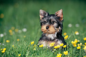 PUP 14 KH0008 01
Yorkshire Terrier Puppy Sitting On Grass With Yellow Flowers