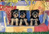 PUP 14 KH0010 01
Yorkshire Terrier Puppies Sitting On Sofa In Grass