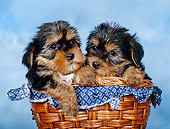 PUP 14 KH0011 01
Yorkshire Terrier Puppies Sitting In Basket In Studio