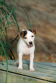 PUP 14 CE0048 01
Jack Russell Terrier Puppy Standing On Wooden Box By Tall Grass Sand