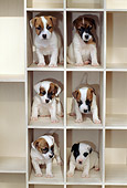 PUP 14 CE0050 01
Six Jack Russell Terrier Puppies Sitting On White Shelves