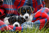 PUP 14 KH0001 01
Two Parson Russell Terriers Laying On Plaid Blanket In Grass