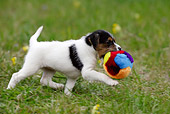 PUP 14 KH0002 01
Parson Russell Terrier Puppy Carrying Ball In Field