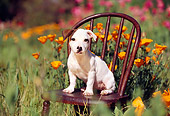 PUP 14 RK0027 01
Jack Russell Terrier Puppy Sitting On Chair In Flower Garden