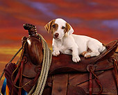 PUP 14 RK0034 02
Jack Russell Terrier Puppy Laying On Saddle With Rope Sunset Background