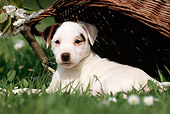 PUP 14 SS0002 01
Jack Russell Terrier Puppy Laying On Grass Under Wicker Basket
