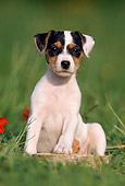 PUP 14 SS0004 01
Jack Russell Terrier Puppy Sitting On Grass