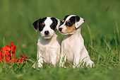 PUP 14 SS0012 01
Jack Russell Terrier Puppies Sitting In Grass