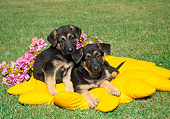 PUP 15 FA0018 01
German Shepherd Puppies Laying On Yellow Cushion On Grass