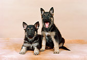 PUP 15 FA0021 01
German Shepherd Puppies Studio