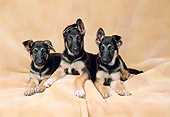 PUP 15 FA0022 01
German Shepherd Puppies Laying Studio