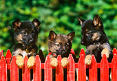 PUP 15 RK0029 01
Three German Shepherd Puppies Looking Over Red Fence