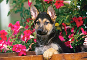 PUP 15 RK0033 03
German Shepherd Puppy Sitting In Wooden Crate By Pink Flowers