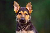 PUP 15 RK0060 04
Head Shot Of German Shepherd Puppy