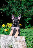 PUP 15 CE0031 01
German Shepherd Puppy Stepping On Tree Stump By Flowers