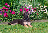 PUP 15 CE0033 01
German Shepherd Puppy Laying On Grass By Flowers