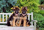 PUP 15 CE0040 01
Two German Shepherd Puppies Sitting On Bench By Yellow Flowers