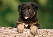 PUP 15 GR0001 02
Head Shot Of German Shepherd Puppy Laying On Log