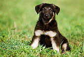 PUP 15 GR0003 02
German Shepherd Puppy Sitting On Grass