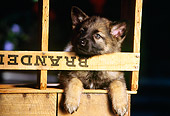 PUP 15 RK0028 11
German Shepherd Puppy Laying In Wooden Crate