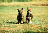 PUP 15 RK0056 03
Two German Shepherd Puppies Standing Alert On Grass