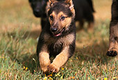 PUP 15 RK0057 07
German Shepherd Puppies Running Together Towards Camera On Grass