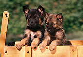 PUP 15 RK0061 06
Head On Shoulder Shot Of Two German Shepherd Puppies Sitting In Wooden Wagon Facing Camera